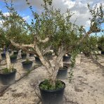 Granátové jablko (Punica granatum) ´MOLLAR DE ELCHE´ - výška 250-270 cm, obvod kmeňa 45/50 cm, EXEMPLÁR (-16°C)